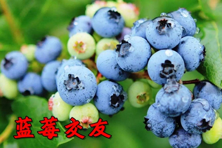 蓝莓交友app(语音社交)