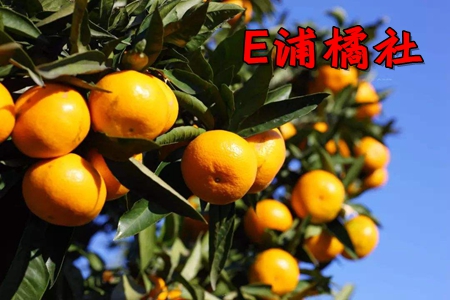 E浦橘社砂糖橘采购电商app