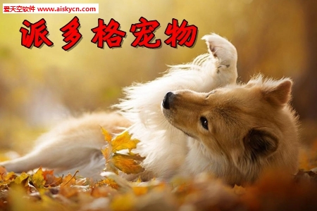 派多格宠物美容学校app