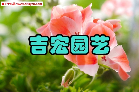 吉宏园艺花卉盆栽交易手机版